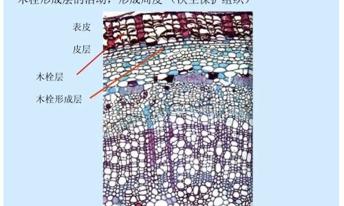 肉毒杆菌的副作用专区_肉毒杆菌的危害专区_肉毒杆菌的功效网